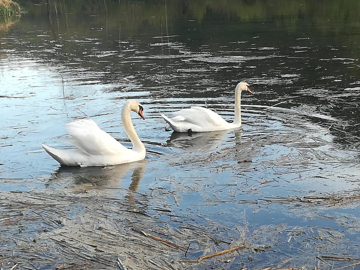 Propriete Bordee D'Etangs, Propice A La Detente Florenville Buitenkant foto